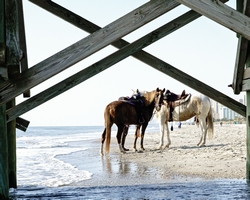 two horses at the horse ride
