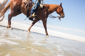 Horse in Tide