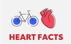 Fun Heart Facts