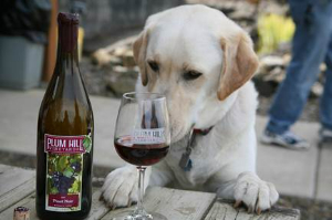 Dogs Don't Wine fundraising page