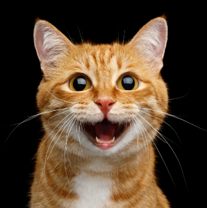 Cookie L.'s fundraising page