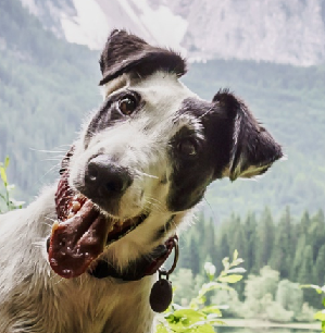 Amanda Fowler fundraising page