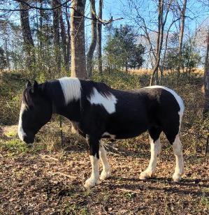 Join me in my efforts to support American Heart Association!