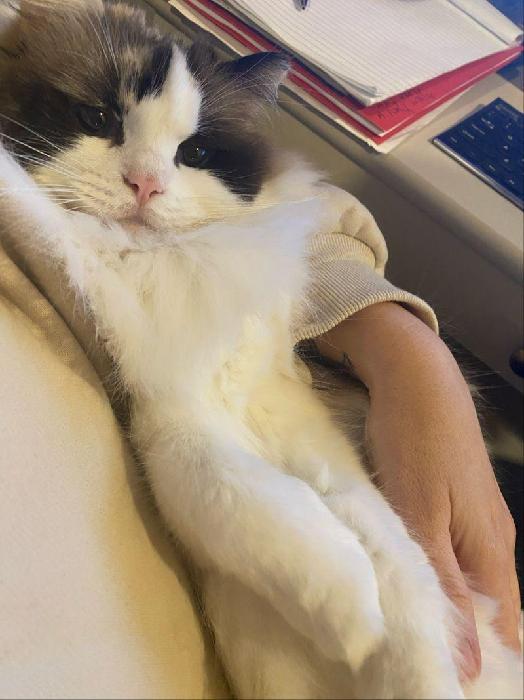 Julie's fundraising page