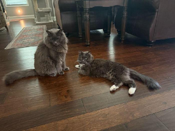 Sonya's fundraising page