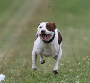 Koe's fundraising page