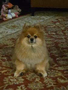 Holly's Heartthrobs fundraising page