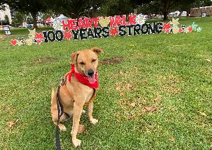 Jessica's fundraising page