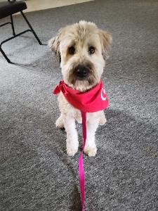 All Too Well(ness) Walkers fundraising page