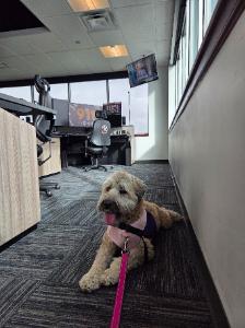 Alex's fundraising page