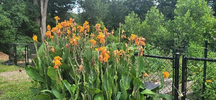 Todd's fundraising page