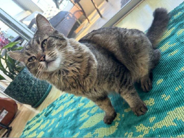 Lilikoi's fundraising page