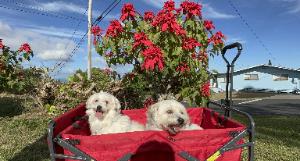 Kelcie's fundraising page