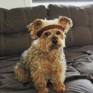 Shannon's fundraising page