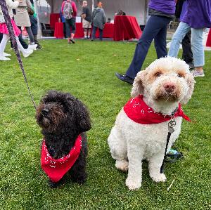 HR4Hearts fundraising page