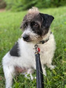 Frankie/Alicia's fundraising page