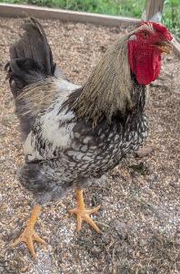 Dusty/Stevie's fundraising page