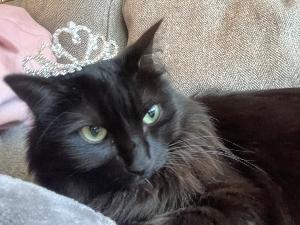 Joshua's fundraising page