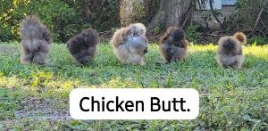 Brenda's fundraising page