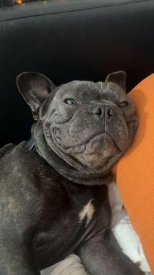 Camryn's fundraising page